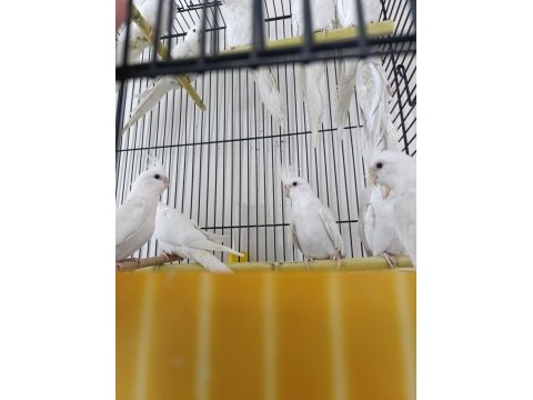 Albino kırmızı göz sultan papağanı