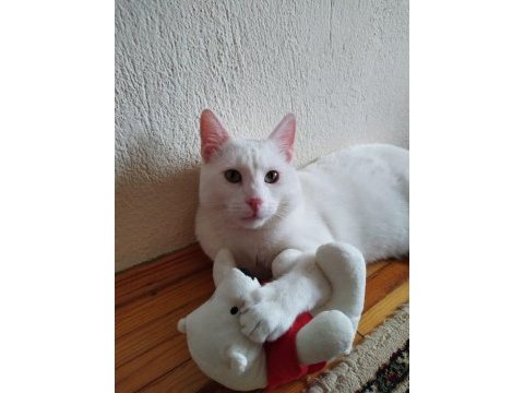 Erkek kısır ankara kedisi