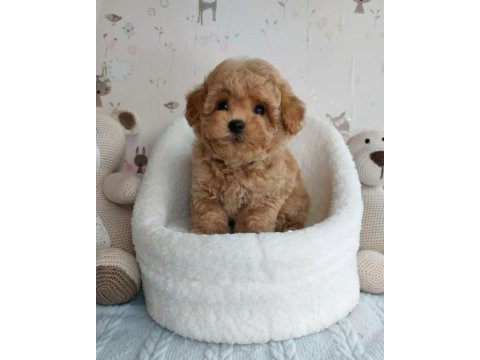 Maltipoo 0 numara garantili bebekler