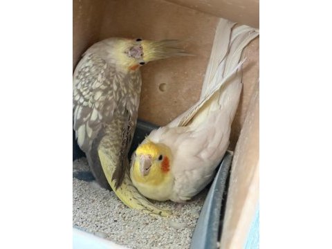 Kuluçka makinesi gibi garantili takım sultan papağanı