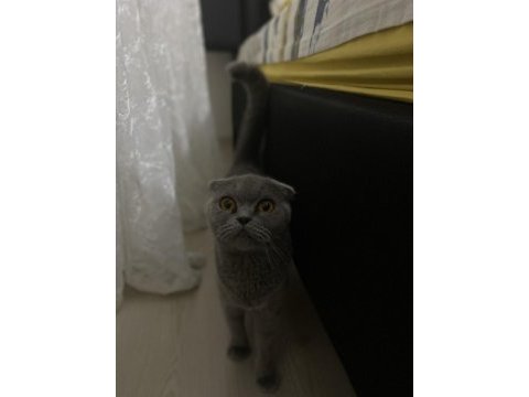 Scottish fold kızımıza yuva arıyoruz
