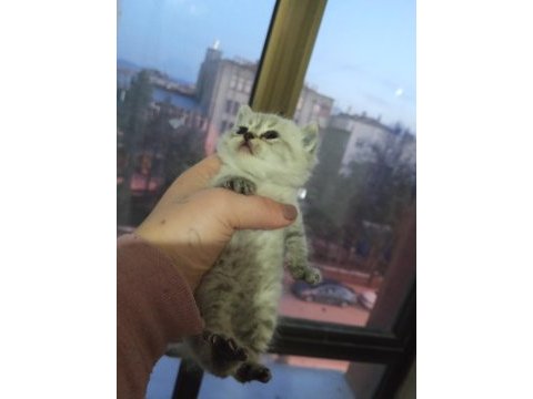 Ücretli sahiplendirilecek kediler