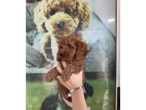 Kore dişi erkek bakımlı poodle minnoşlarımız