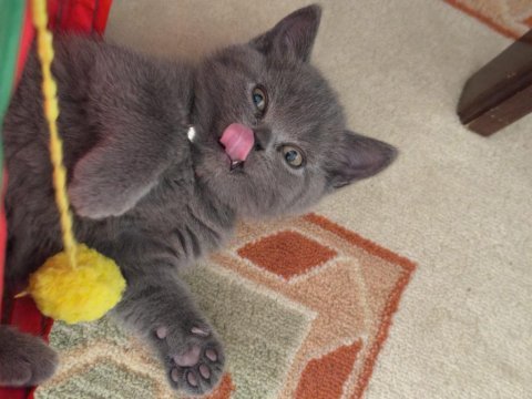 British shorthair sağlıklı yavrularımıza yeni yuva