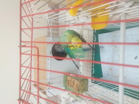 Sahibinden 2 takım jumbo çift muhabbet kuşu