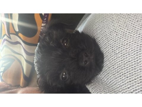 Kara bebek 3 aylık maltipoo