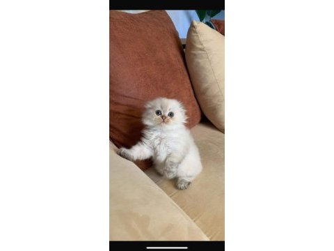Minik british shorthair yavrulara yuva aranıyor
