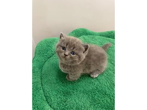 Munchkin cüce kısa bacak