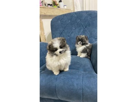 Pomeranian yavrularımız yeni ailesini arıyor