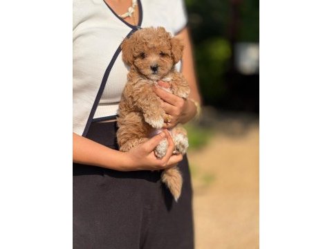 Büyümeyen aşılı çiş eğitimli maltipoo bebekler