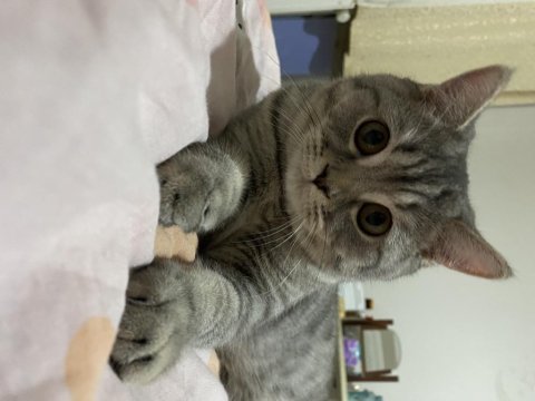 British shorthair 10 aylık