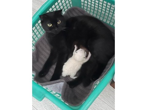 Ücretsiz sahiplendirme siyah scottish fold