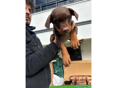 Safkan doberman anne ve babadan safkan yavrular