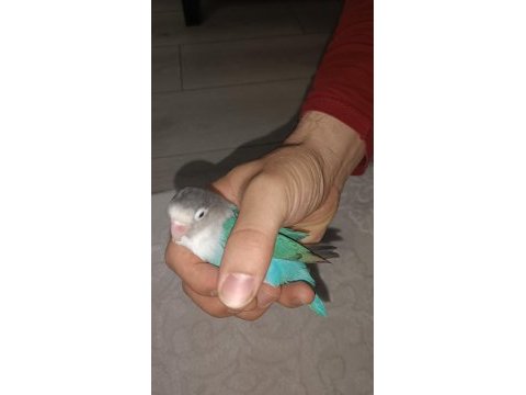 Erkek cennet papağanı 2 yaşında