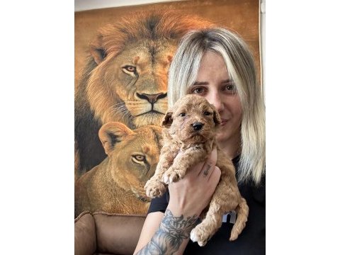 Toy poodle yavrularımız