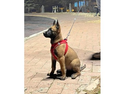 Üst düzey erkek belçika malinois yavrumuz