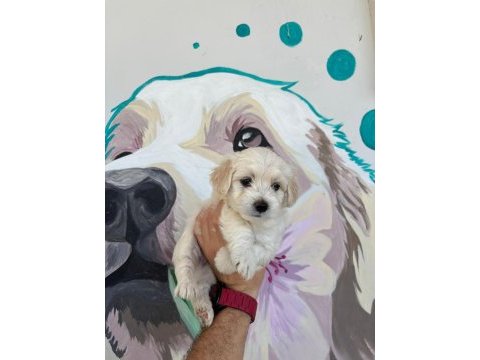 Kurumsal poodle çiftliğinden f2 maltipoo bebekler