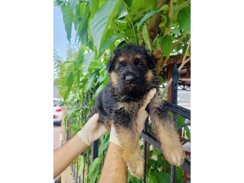 Orjinal şecereli alman çoban köpeği yavrularımız