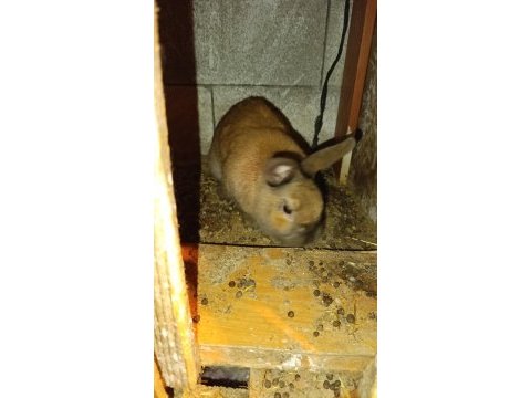 Cüce erkek tavşan