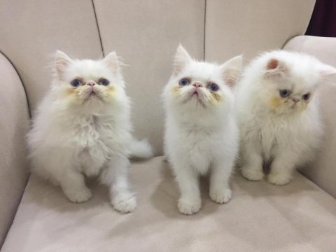 Eşsiz exotic shorthair red point erkek yavrular.