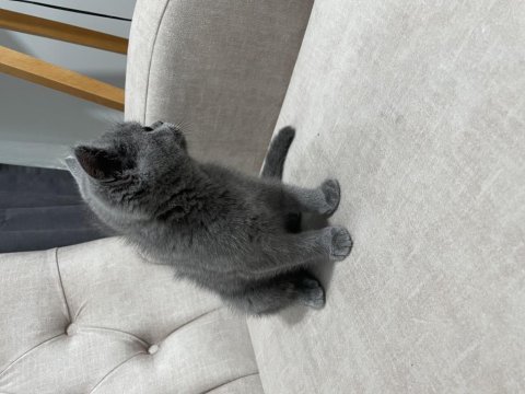 2 aylık safkan british blue renk erkek