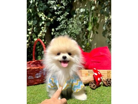 Safkan pomeranian bebekler