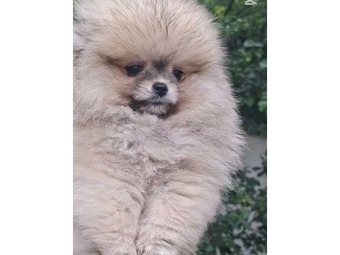 Pomeranian boo dişi yavrular