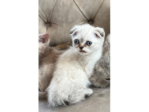 Scottish fold blue point