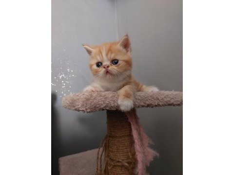 2 adet exotic shorthair yavrumuz yuva arıyor