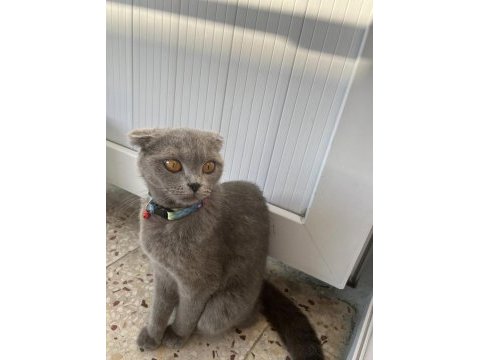 Scottish fold 1 yaşında