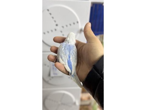 Ele kola alıştırmalık iri çek renk güzeli kuşlar