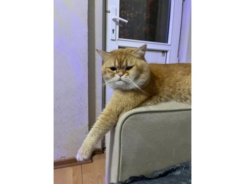 Kedimi sahiplendirmek istiyorum