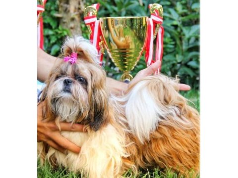 Irk garantili sevimli shih tzu yavrular