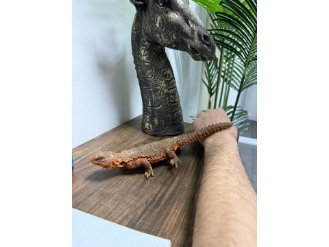 Faturalı evraklı uromastyx