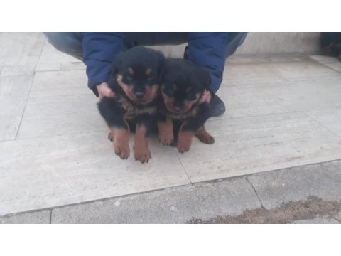 2 aylık rottweiler