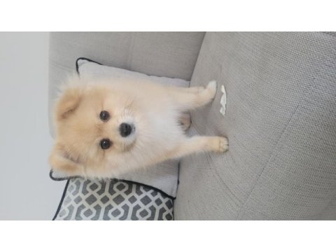45 günlük saf pomeranian anne ve babası bizim yavrumuz