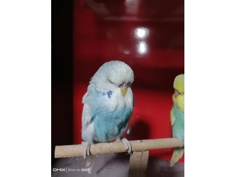 Konuşturmalık 2026 renk güzeli show jumbo kuşlar