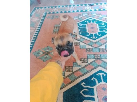 5 aylık pug gül kuyruk