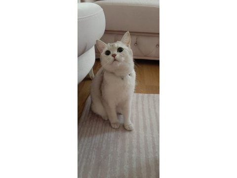 Ücretsiz british shorthair kedisi