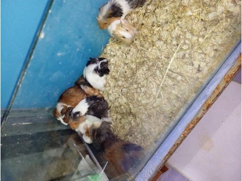 Yavru guinea pig