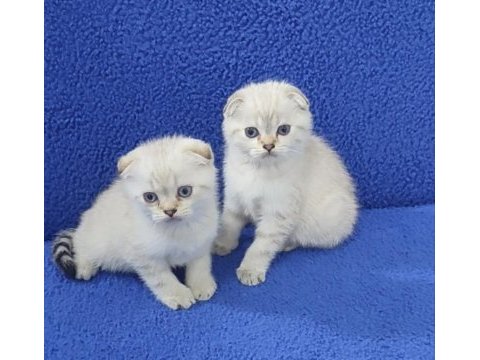 Teslime  hazır mavi boncuk pıtırcıklar kaçırmayın