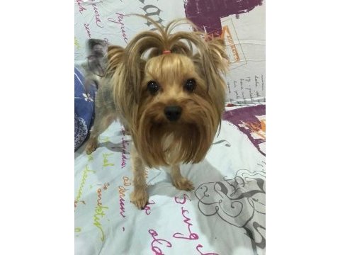 1,5 yaşında yetişkin dişi yorkshire terrier