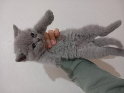 Orijinal bakımlı minik british shorthair dostlar 48 günlük