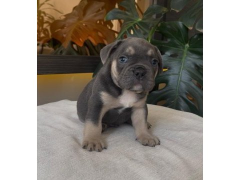 Rengarenk french bulldog yavrularım egzotik