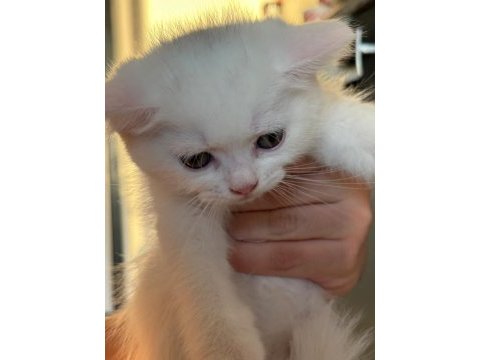 4 kardeşten geriye kalan yakışıklı kedimiz