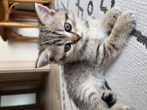 Sakarya british shorthair yavrular