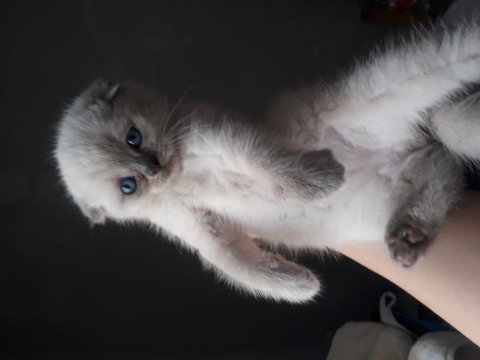 Scottish fold yavru