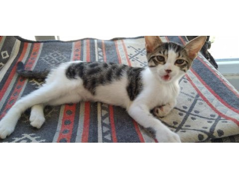 Burnu benekliğ kedimiz