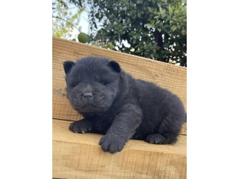 Resim gibi chow chow yavrularımız