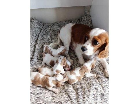 Orijinal cavalier king charles yavrular